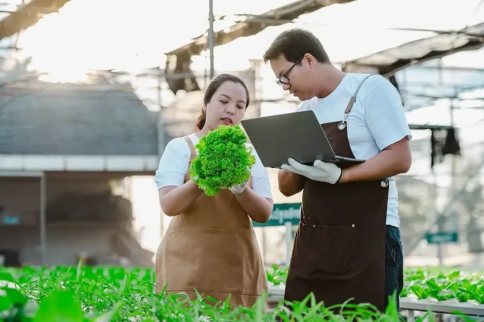 Asian man and woman inspecting fresh vegetables in a garden as part of HACCP certification