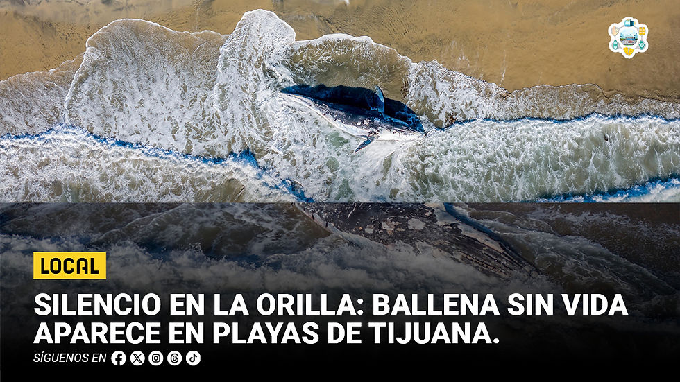 Silencio en la orilla: ballena sin vida aparece en Playas de Tijuana