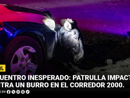 Encuentro inesperado: patrulla impacta contra un burro en el Corredor 2000