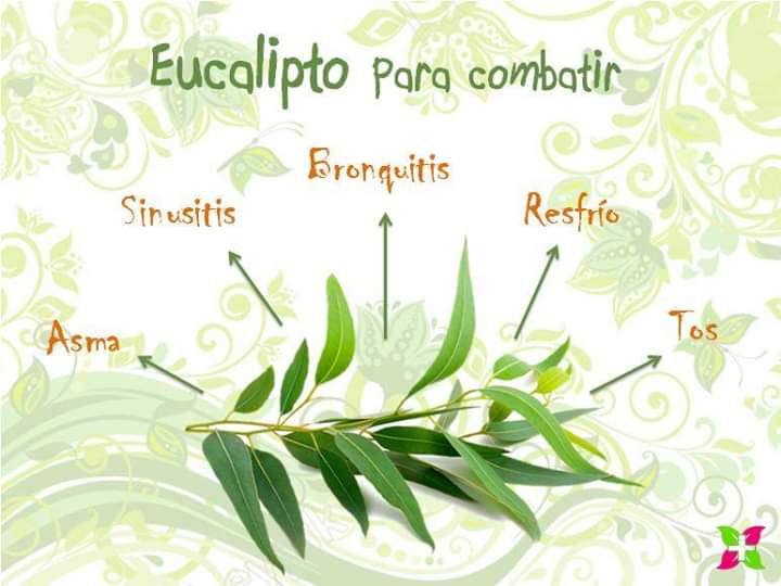Eucalyptus, conocido comumente como Eucalipto es una arbol con multiples beneficios para tu salud, capaz de combatir los males como asma. sinusitis, bronquitis, etc