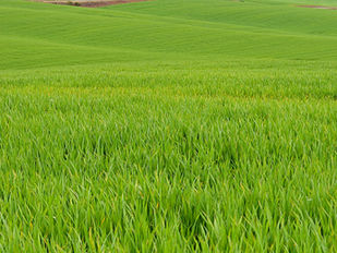 15% Off Groovin' in the Grass