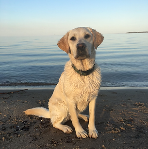 Murphy, our Golden lab, the lady who created the name & kindess you expect from our team.