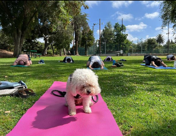 The Root Cause Yoga