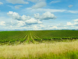 The Agri Stats Settlement and the Growing Problem of Information Sharing