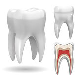 isolated-three-dimensional-tooth-with-front-cut-version_1284-47395.jpeg