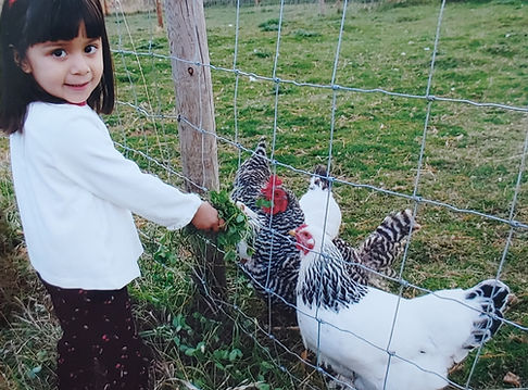 feeding chickens.jpg