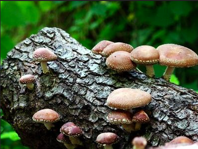 Shitake Mushrooms