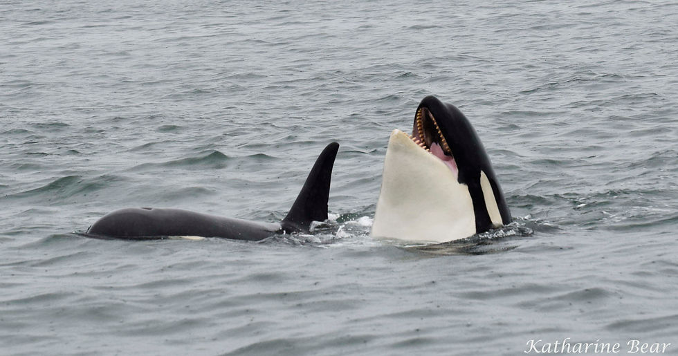 Orca spy hopping in Juneau, summer 2016.