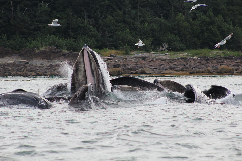 Whales, Seals, and (probably not) Walrus- Oh My! 
