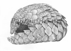 PangolinWater.jpeg