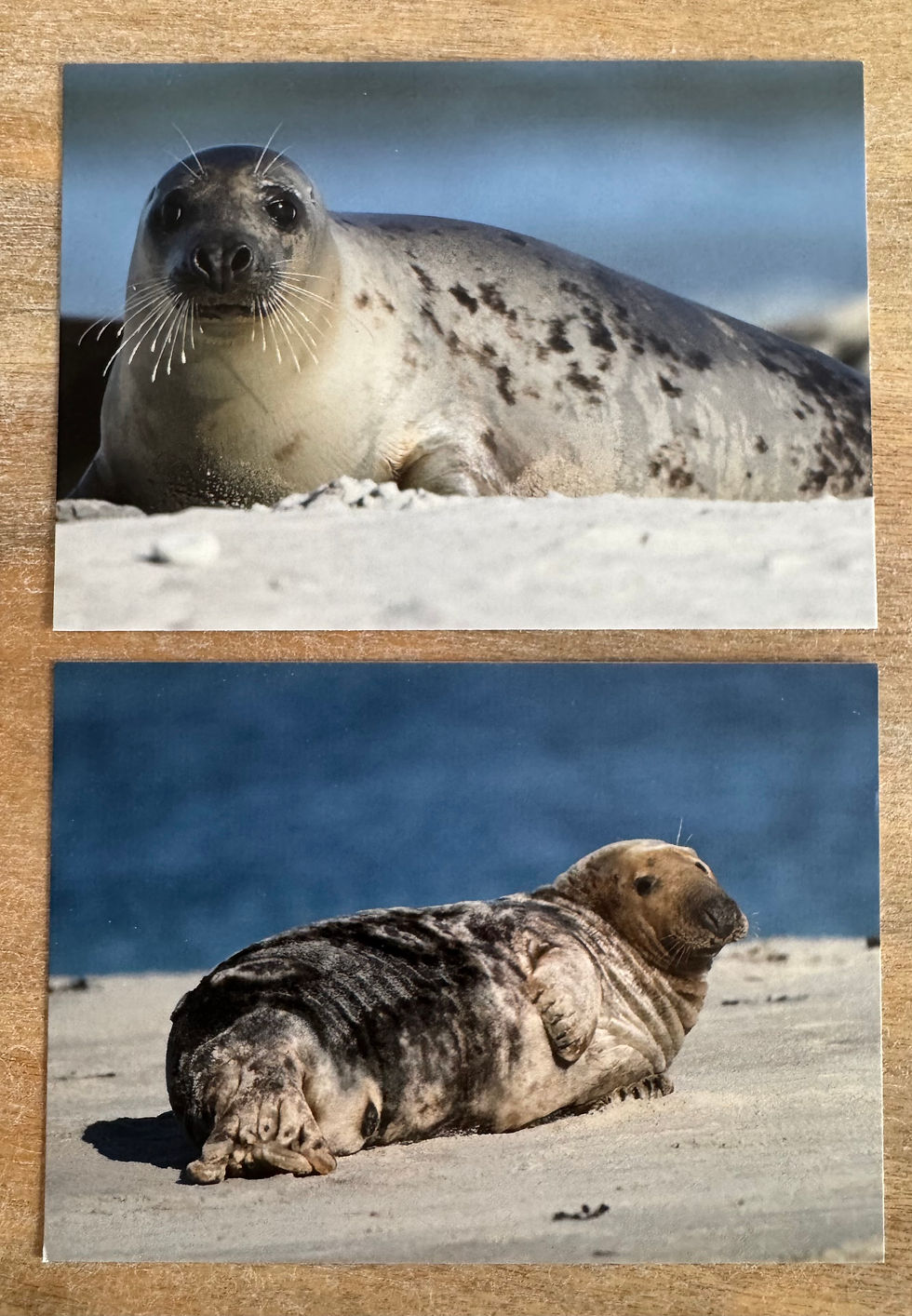 Miniaturbild: Postkarten - Set „Robbe“