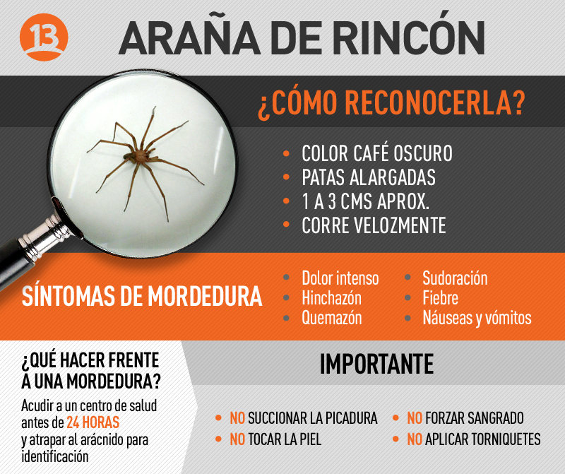Precaución con la picadura de la araña de los rincones