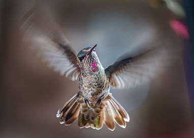 HUMMINGBIRDSPECIES-Greg_Griffin-FestivalPhotoContest2024.jpg