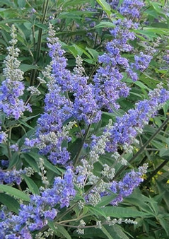 Vitex-agnus-castus-Abbeville_Blue-KM--CC-BY.jpg