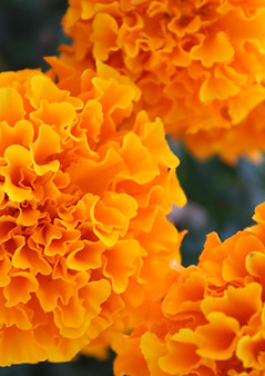 macro-close-up-of-orange-and-yellow-marigold-flowers-in-bloom-in-spring-free-photo.jpg