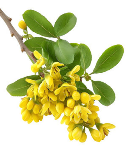 Berberine HCL - Ingex.jpg