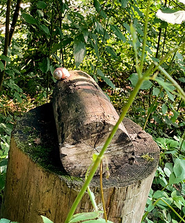 Achtsamkeit Schnecke_edited_edited.jpg