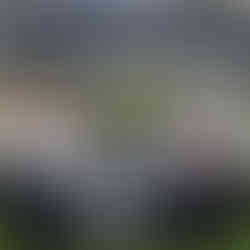 Staff from Home Again Los Angeles at the Catalina Resource Fair