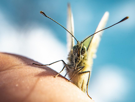 Makroaufnahme einer Mücke auf menschlicher Haut – Symbolbild für durch Mücken übertragene Erkrankungen und notwendige Prophylaxe.