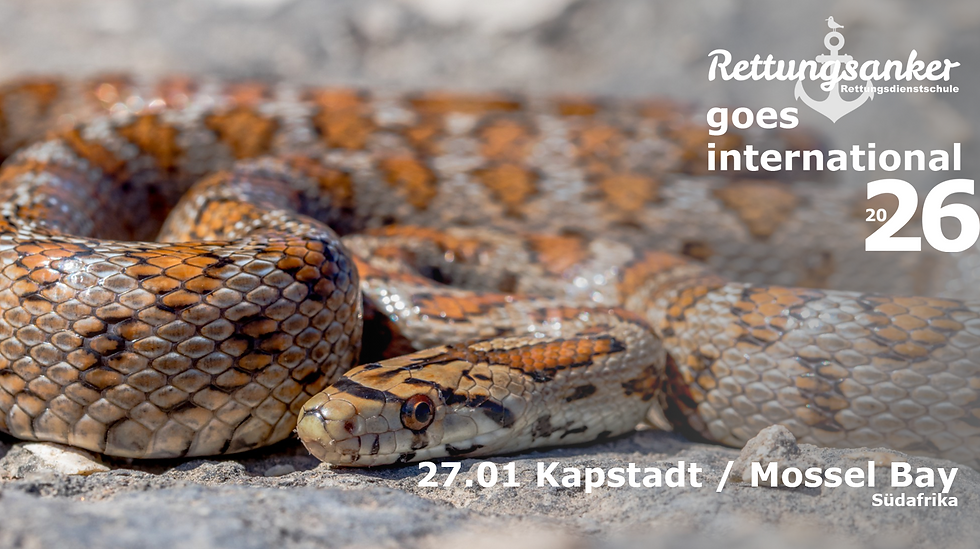 Nahaufnahme einer orange-braun gemusterten Schlange, die zusammengerollt auf hellem Felsuntergrund liegt – Symbolbild zum Thema Schlangenbiss und Antiserum-Entscheidung.