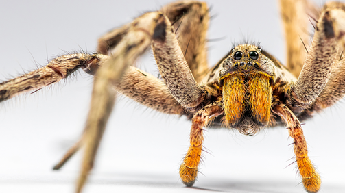 Giftspinnen in Windhoek: Wenn acht Beine plötzlich zum Notfall werden – präklinische Versorgung & Antiserum