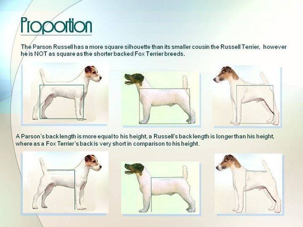 Parson Russell Terrier, Jack Russell Terrier oder doch Parson Jack Russell Terrier ?????