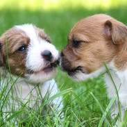 Parson Russell Terrier Welpen