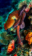 OCTOPUS Maldive.jpg