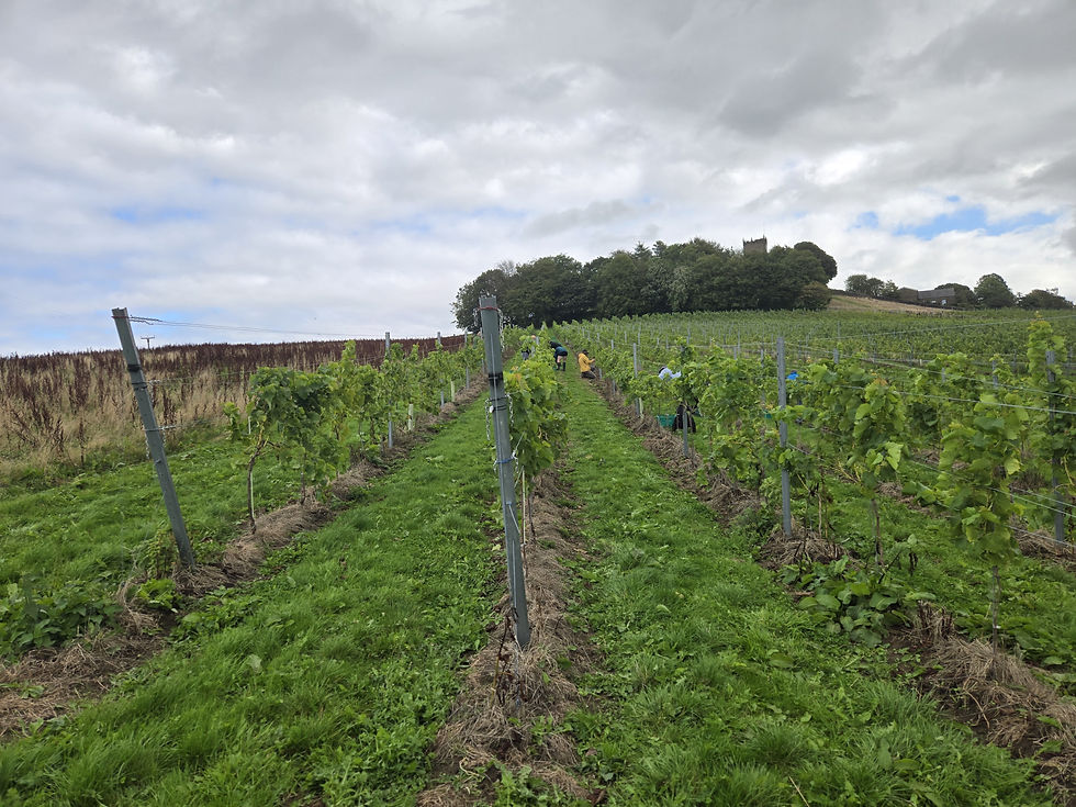 Calardis Blanc Harvest 2026