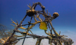 다이브원P9175043스쿠버다이빙