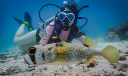 다이브원20170815-27꼬따오_스쿠버다이빙