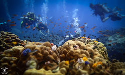 꼬따오P5051456스쿠버다이빙