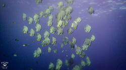 다이브원P8092664꼬따오_스쿠버다이빙