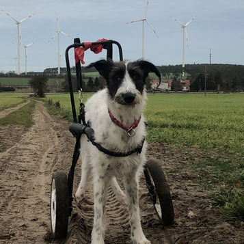 Ein Hund in einem Rollstuhl.