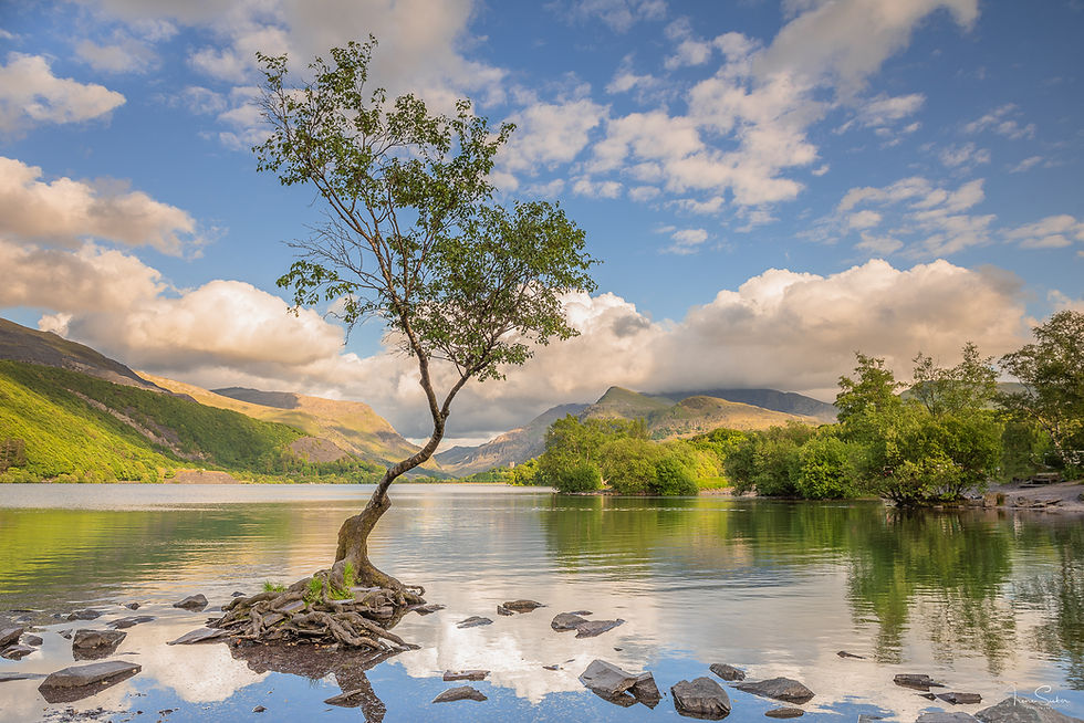 Einzelner Baum am Seeufer vor Berglandschaft