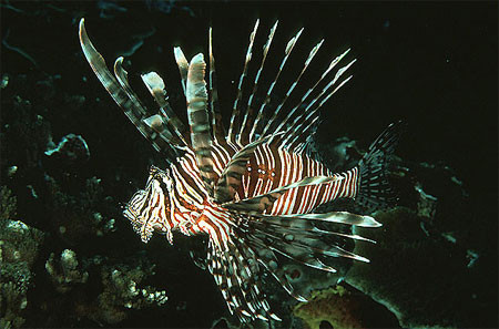 Lionfish (Pterois volitans) | Caribbean Tropicals