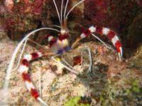Banded Coral Shrimp (Stenopus hispidus)