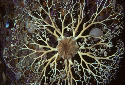 Basket Starfish | Caribbean Tropicals