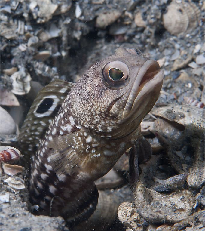 Spotfin Jawfish (Opistognathus robinsi)