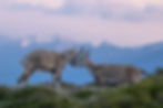 Zwei Steinböcke berühren sich mit den Köpfen vor Bergpanorama.