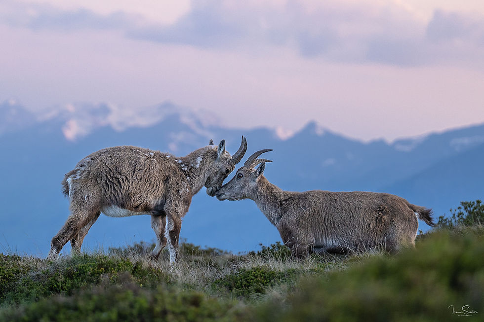 Zwei Steinböcke berühren sich mit den Köpfen vor Bergpanorama.