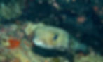Porcupine Puffer (Diodon hystrix)