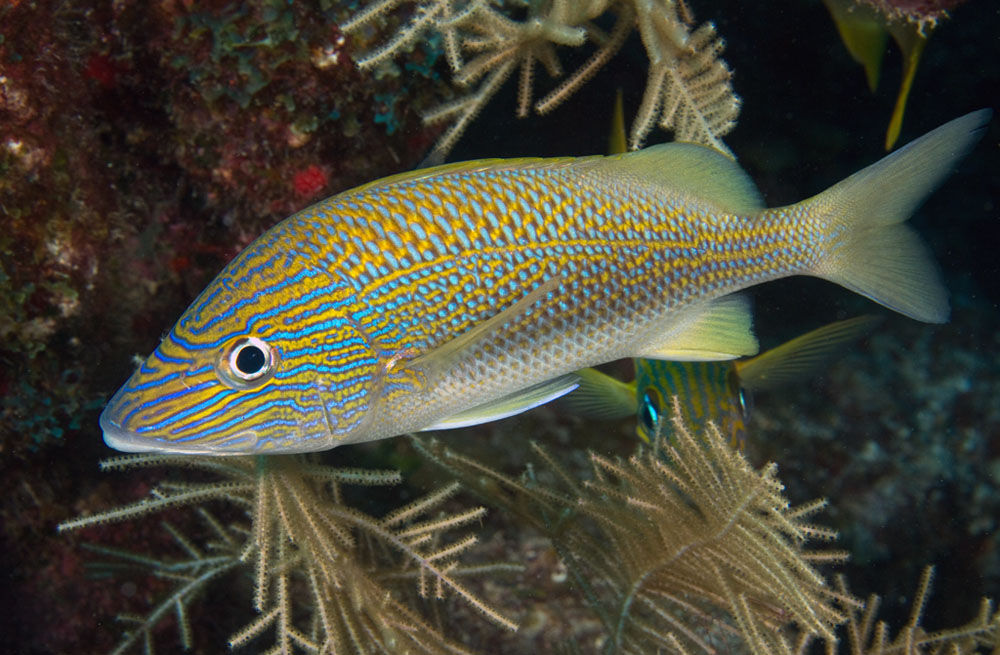 White Grunt (Haemulon plumierii)