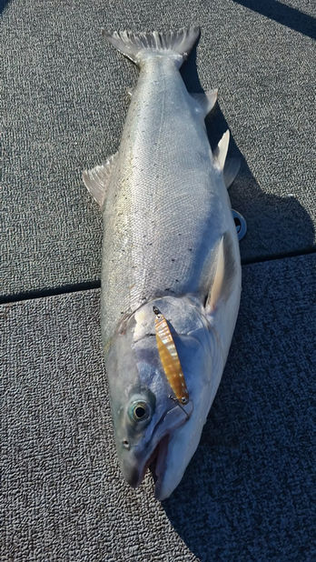 Un poisson pêché à l'appât sur fond gris.