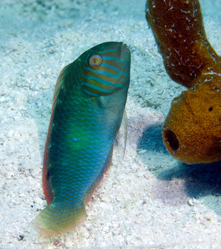 Green Razorfish (Xyrichtys splendens) Wrasse | Caribbean Tropicals