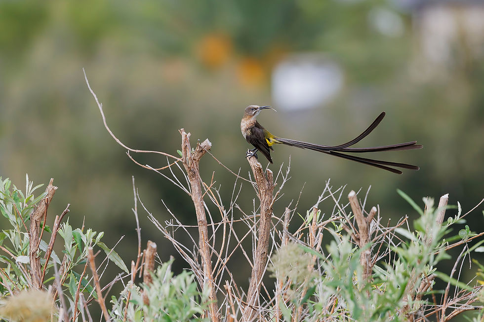 It’s always worth it in the end - photo to watercolour transformation