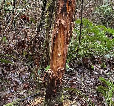 Forest Walk to the Cowlitz Trail/Oregon Trail, 1/25/2025