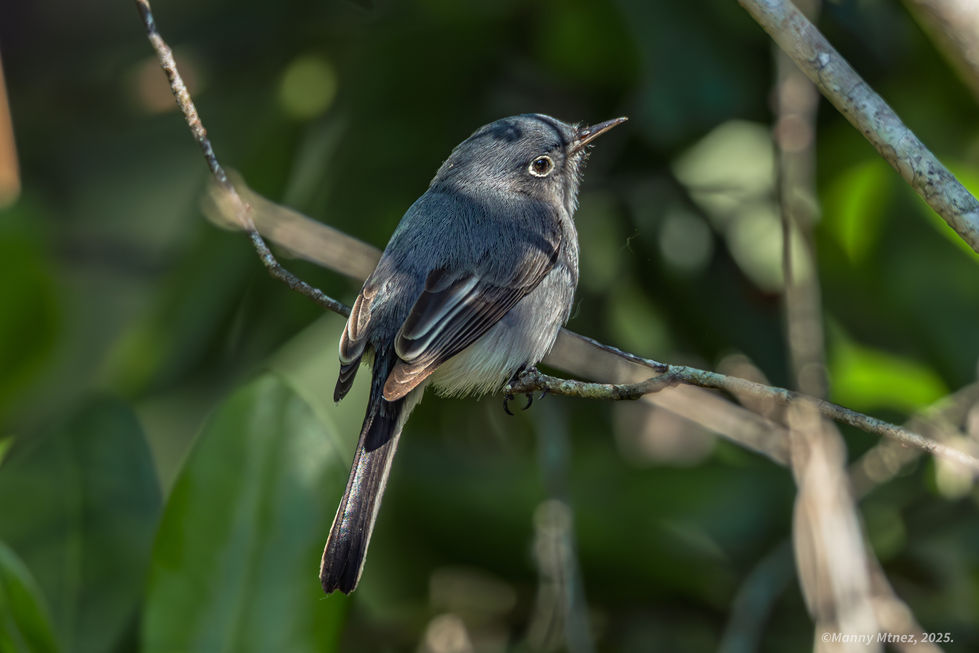 Blue-Gray Gnatcatcher