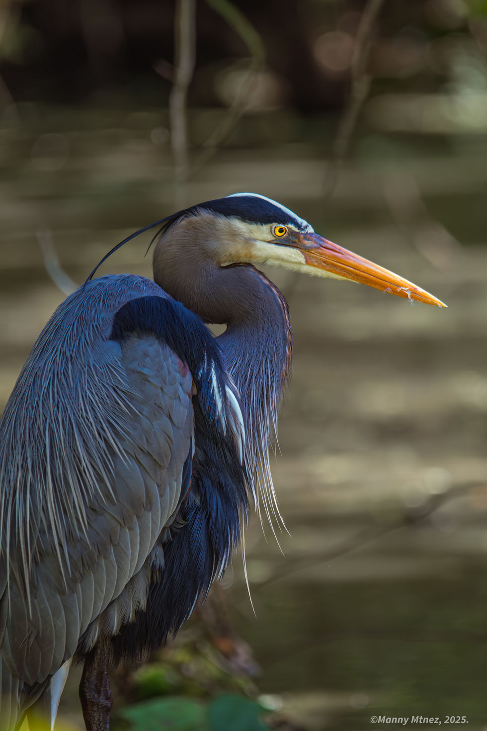 Great Blue Heron