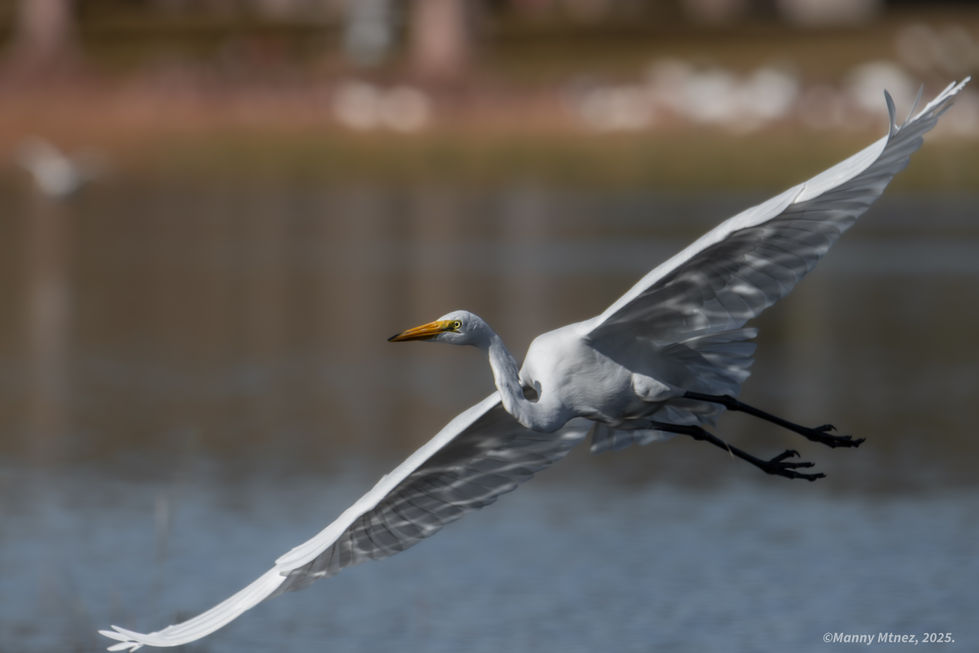 Great Egret.